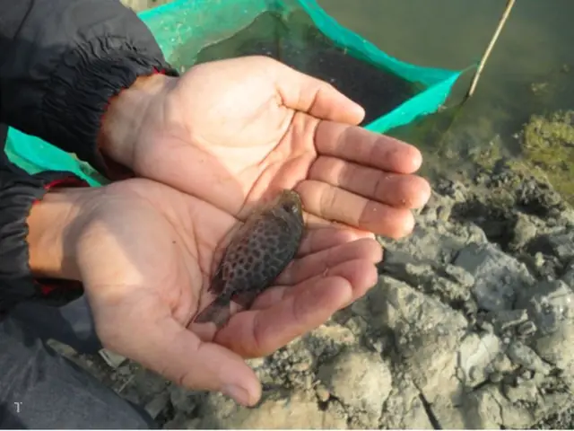 Kỹ Thuật Nuôi Cá Dìa