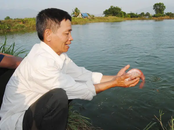 Kỹ Thuật Nuôi Cá Điêu Hồng Trong Ao Đất Kỹ Thuật Nuôi Cá Điêu Hồng Trong Ao Đất
