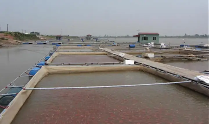 Kỹ Thuật Nuôi Cá Điêu Hồng Trong Bè Kỹ Thuật Nuôi Cá Điêu Hồng Trong Bè