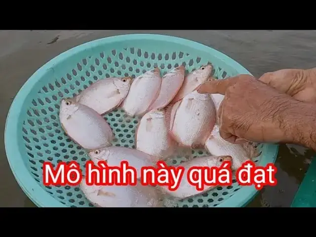 Kỹ Thuật Nuôi Cá Hường