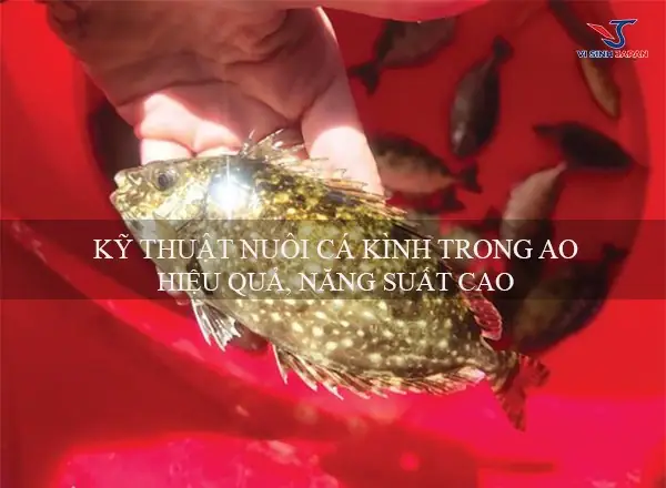 Kỹ Thuật Nuôi Cá Kình