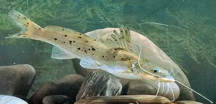 Kỹ Thuật Nuôi Cá Lăng Đen