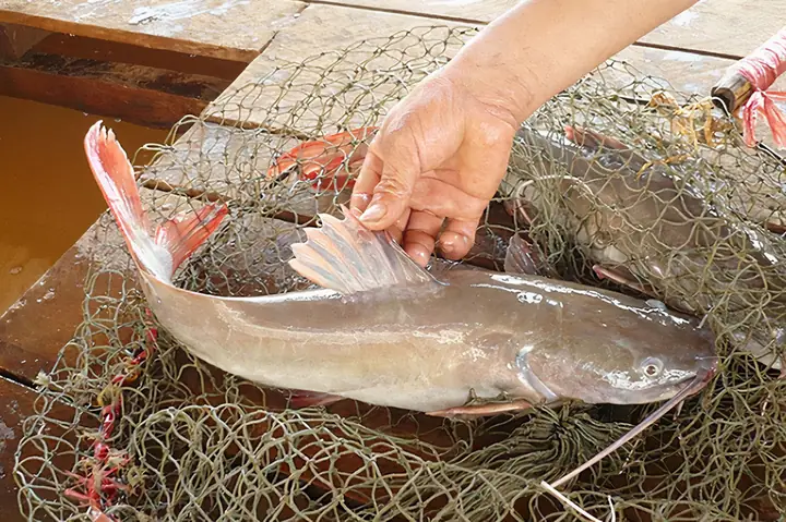 Kỹ Thuật Nuôi Cá Lăng