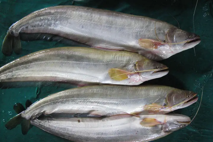 Kỹ Thuật Nuôi Cá Leo