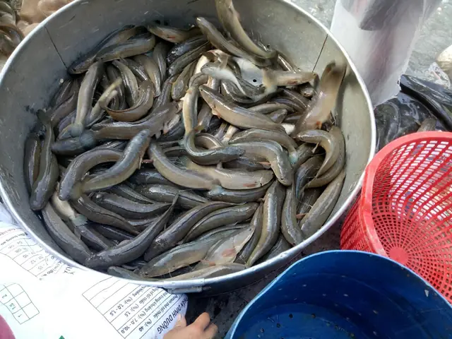 Kỹ Thuật Nuôi Cá Lóc Đầu Nhím