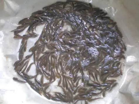 Kỹ Thuật Nuôi Cá Lóc Sinh Sản