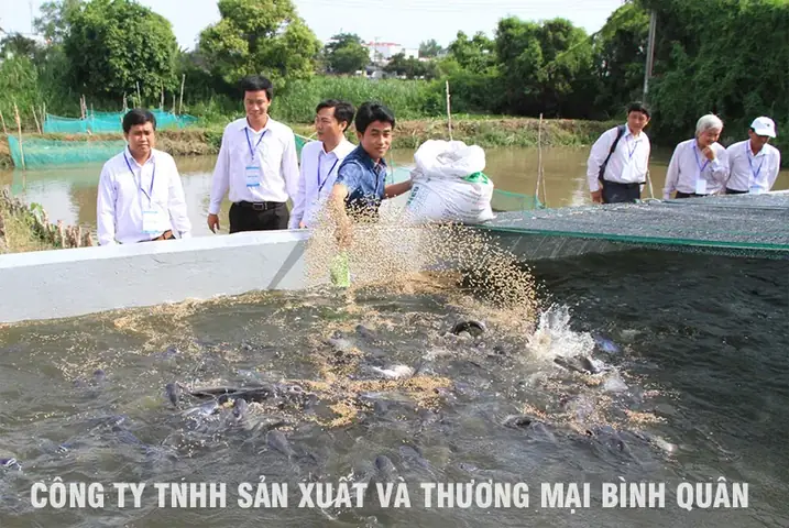 Kỹ Thuật Nuôi Cá Lóc Trong Ao