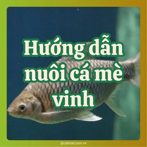 Kỹ Thuật Nuôi Cá Mè Vinh