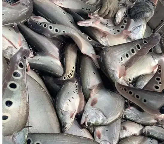 Kỹ Thuật Nuôi Cá Nàng Hai