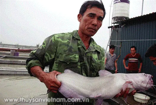 Kỹ Thuật Nuôi Cá Nheo