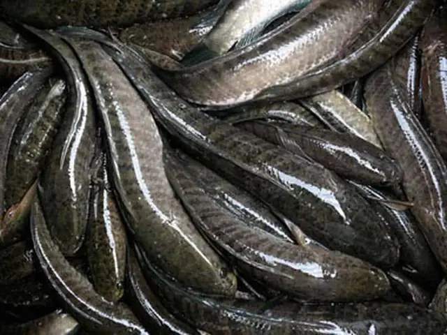 Kỹ Thuật Nuôi Cá Quả Miền Bắc
