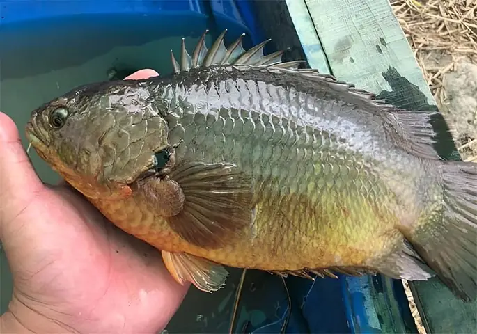 Ky Thuật Nuôi Cá Rô Đầu Nhím