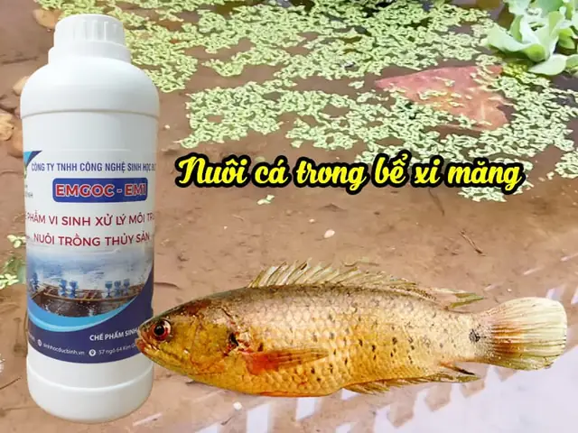 Kỹ Thuật Nuôi Cá Rô Đồng Trong Bể Xi Măng