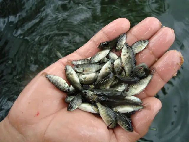 Kỹ Thuật Nuôi Cá Rô Phi Sinh Sản