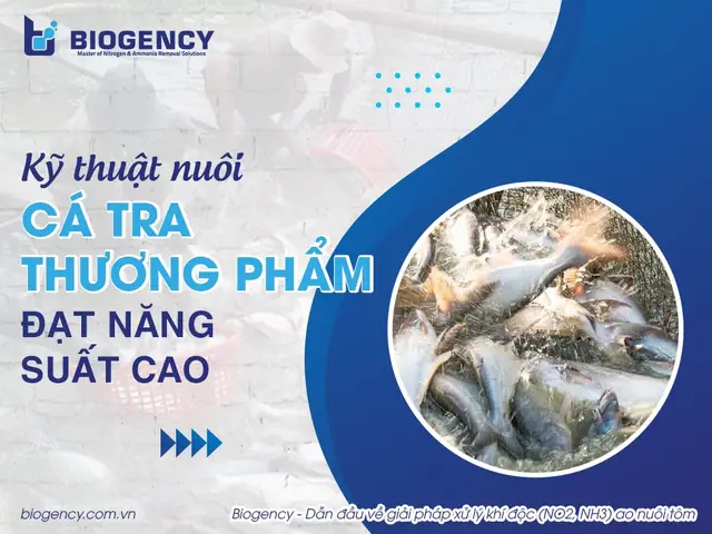 Kỹ Thuật Nuôi Cá Tra