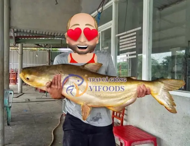 Kỹ Thuật Nuôi Cá Tra Dầu