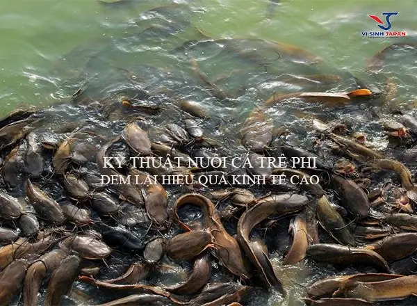 Kỹ Thuật Nuôi Cá Trê Phi