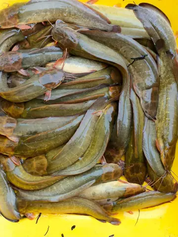 Kỹ Thuật Nuôi Cá Trê Trong Be Lót Bạt