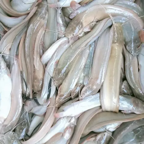 Kỹ Thuật Nuôi Cá Trê Vàng Lai Kỹ Thuật Nuôi Cá Trê Vàng Lai