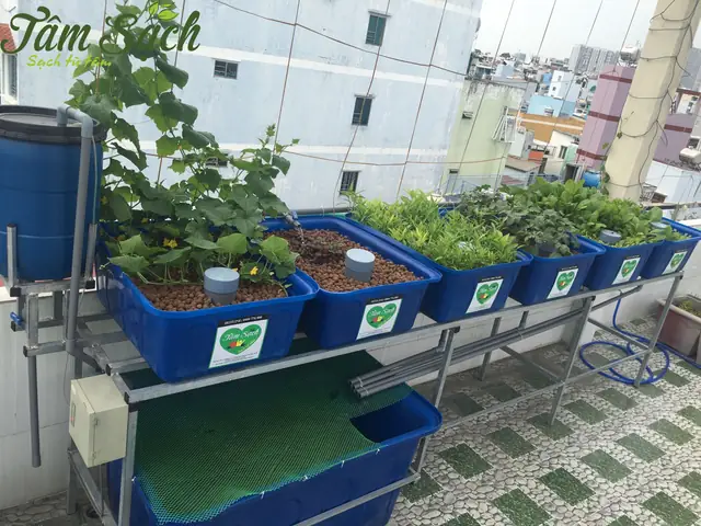 Kỹ Thuật Trồng Rau Nuôi Cá