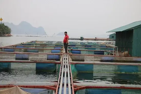 Lá Xoan Trị Bệnh Cho Cá