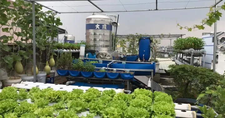 Làm Bể Nuôi Cá Trên Sân Thượng