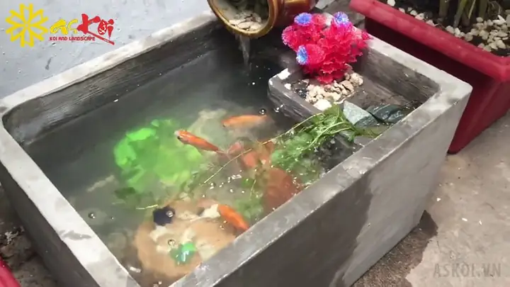 Làm Hồ Cá Koi Bằng Thùng Xốp