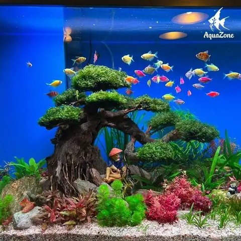 Làm Hồ Cá Mini