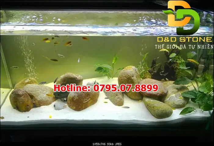 Làm Hồ Cá Thuỷ Sinh Giá Rẻ