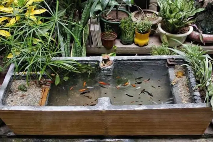 Làm Hồ Cá Từ Thùng Xốp