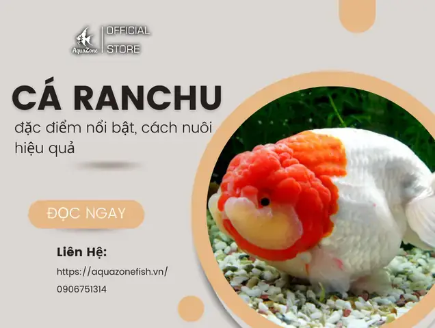 Làm Hồ Nuôi Cá Ranchu