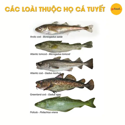 Ling Fish Là Cá Gì Ling Fish Là Cá Gì