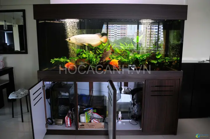 Lọc Đáy Hồ Cá Rồng