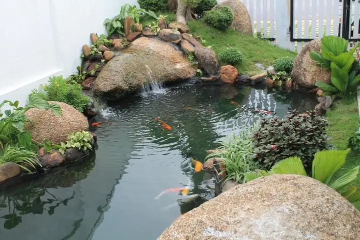 Lọc Hồ Cá Xi Măng
