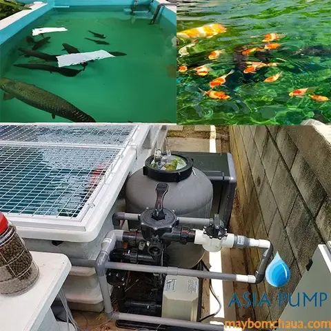 Lọc Sinh Học Cho Bể Cá