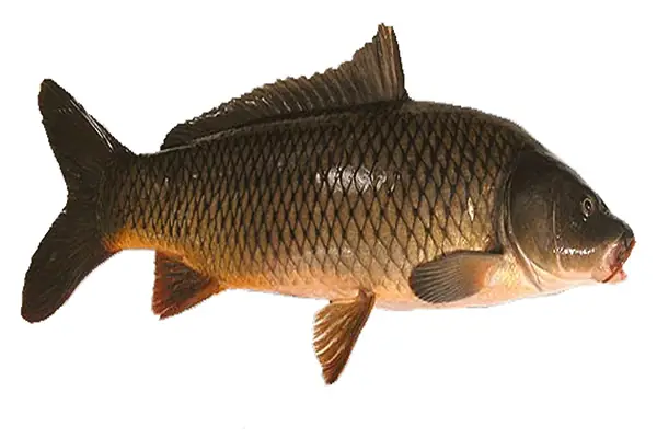 Lợi Ích Của Cá Chép