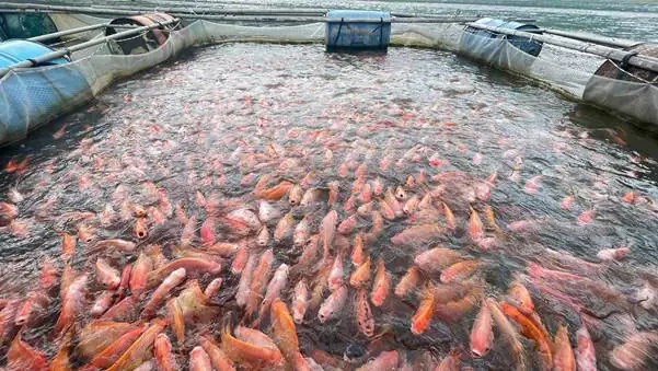 Lồng Nuôi Cá Rô Phi