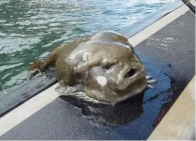 Lumpfish Là Cá Gì