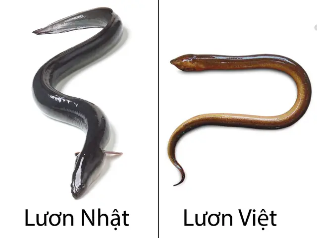Lươn Biển Và Cá Nhỏ