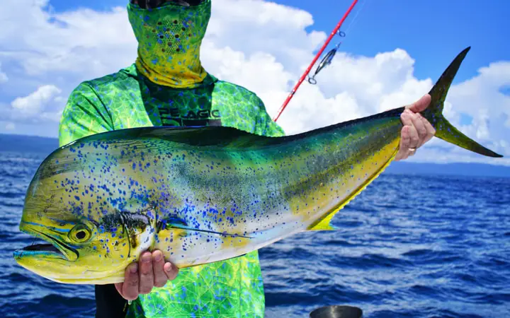 Mahi Mahi Là Cá Gì