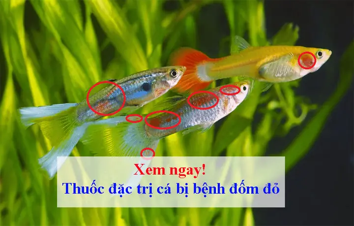 Mang Cá Bị Đỏ