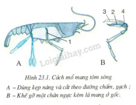 Mang Tôm Và Mang Cá