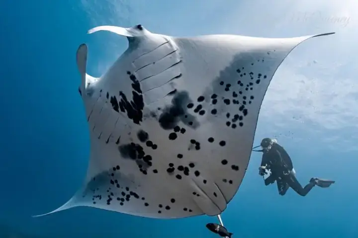 Manta Chi Cá Đuối