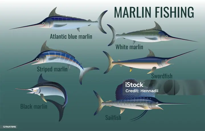 Marlin Là Cá Gì