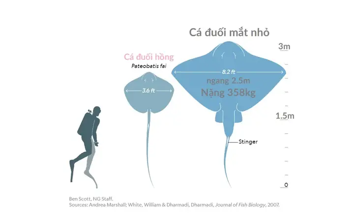 Mắt Cá Đuối Ở Đâu