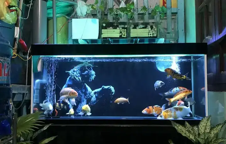Mật Độ Cá Koi Trong Hồ