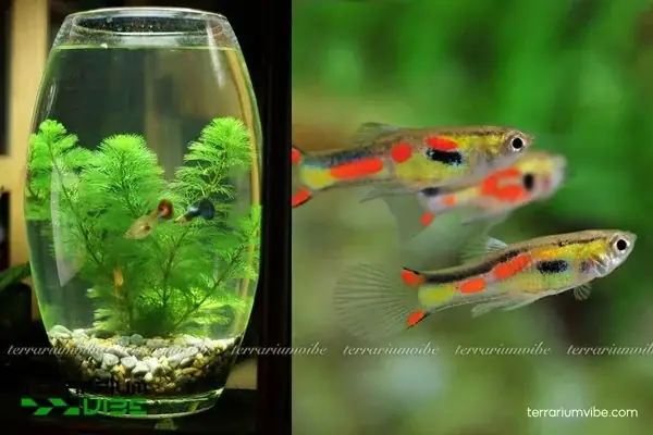 Mật Độ Nuôi Cá 7 Màu