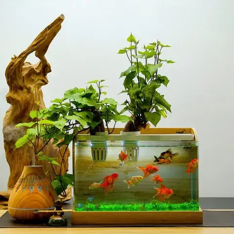 Mật Độ Nuôi Cá Cảnh