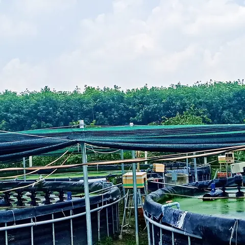 Mật Độ Nuôi Cá Chạch Lấu