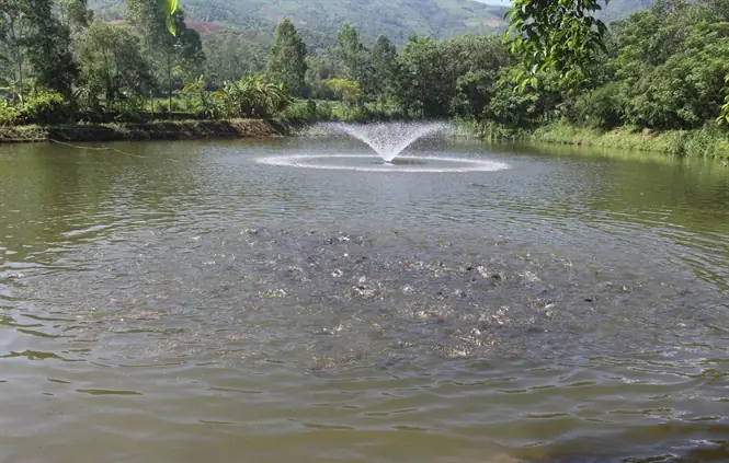Mật Độ Nuôi Cá Chép